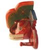 Multi Color hand Embossed  Elephant Face Wall Shelf